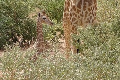 Giraffa camelopardalis peralta