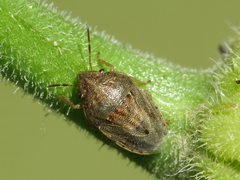 Neottiglossa bifida