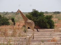 Giraffa camelopardalis peralta