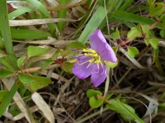 Dissotis decumbens