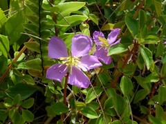 Dissotis decumbens