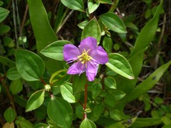 Dissotis decumbens