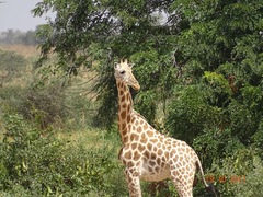 Giraffa camelopardalis peralta