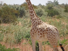 Giraffa camelopardalis peralta