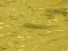 Parodon magdalenensis