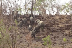 Loxodonta