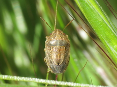 Neottiglossa bifida