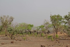 Loxodonta
