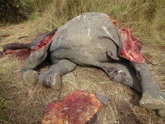 Loxodonta