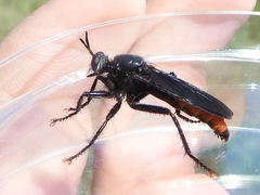 Ospriocerus
