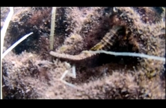 Hippocampus capensis