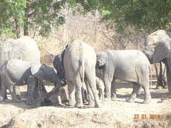 Loxodonta