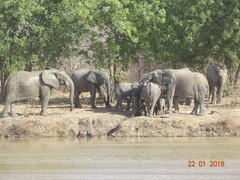 Loxodonta