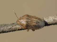 Neottiglossa bifida