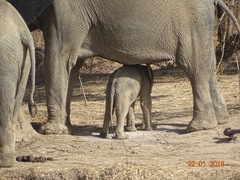 Loxodonta