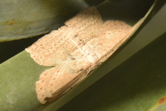 Phalacra