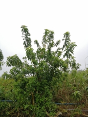 Iochroma arborescens