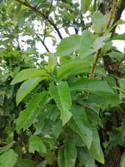 Iochroma arborescens