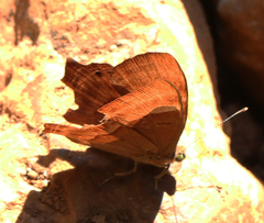 Abisara bifasciata suffusa