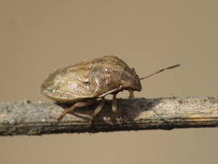 Neottiglossa bifida