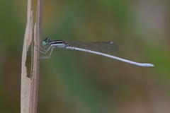 Agriocnemis lacteola