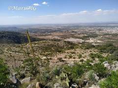 Dasylirion parryanum