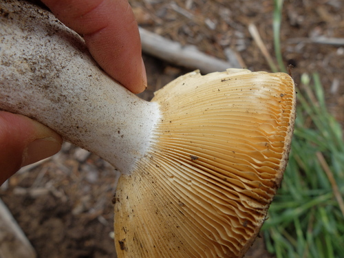 iNaturalist observation photo of brittlegills