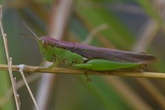 Oxya japonica