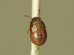 Neottiglossa bifida