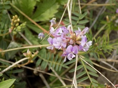 Astragalus silvisteppaceus