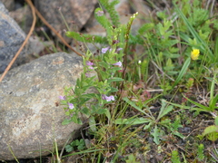 Scutellaria minor