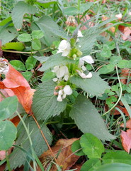 Lamium album
