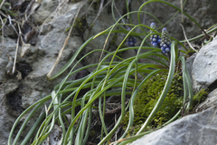 Muscari dolichanthum