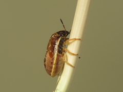 Neottiglossa bifida