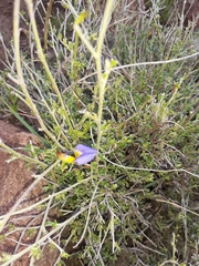 Lotononis azureoides