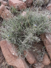 Lotononis azureoides