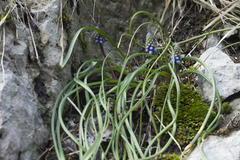 Muscari dolichanthum