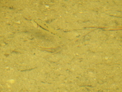 Geophagus steindachneri