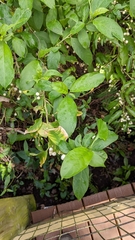 Solanum diphyllum