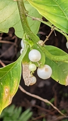 Solanum diphyllum