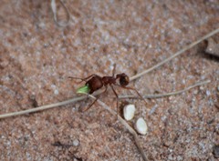 Pogonomyrmex comanche