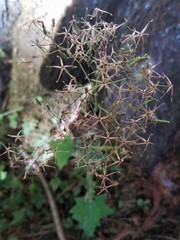 Lactucinae