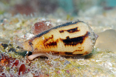 Conus magus
