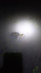 Emys orbicularis occidentalis