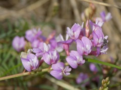 Astragalus silvisteppaceus