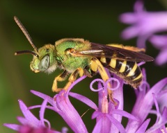 Bicolored Striped Sweat Bee