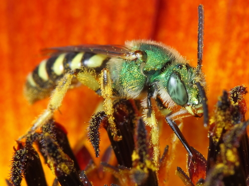 Bicolored Striped Sweat Bee, photo 5 of 10