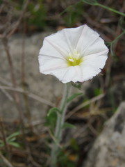 Convolvulus lanuginosus