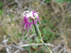 Dianthus broteri