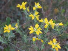 Genista hispanica hispanica